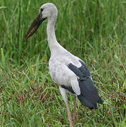 Asian Openbill