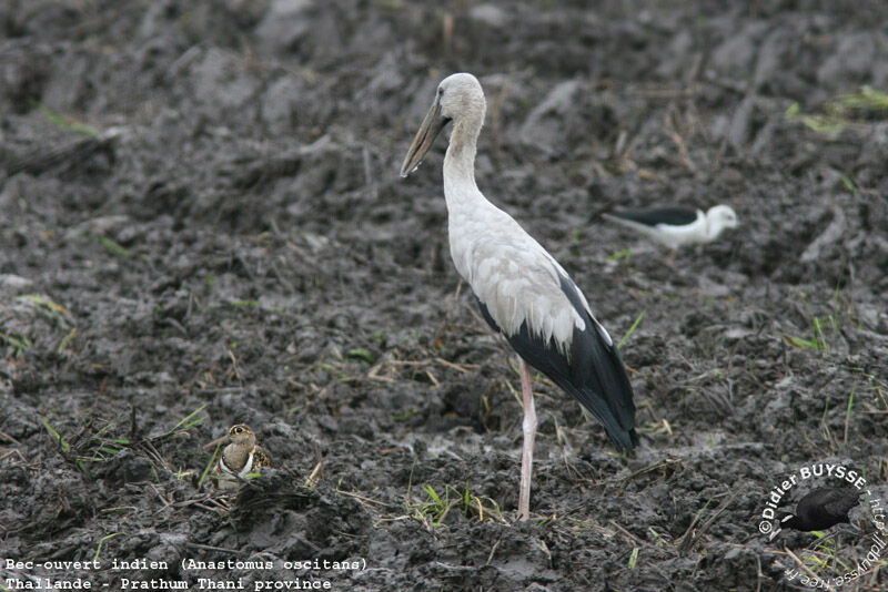 Asian Openbilladult breeding