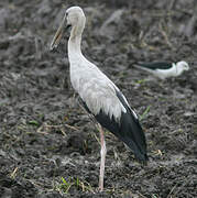 Asian Openbill