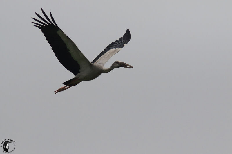 Asian Openbilladult, Flight