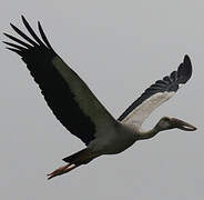 Asian Openbill