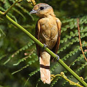 Chestnut-crowned Becard