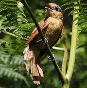 Chestnut-crowned Becard