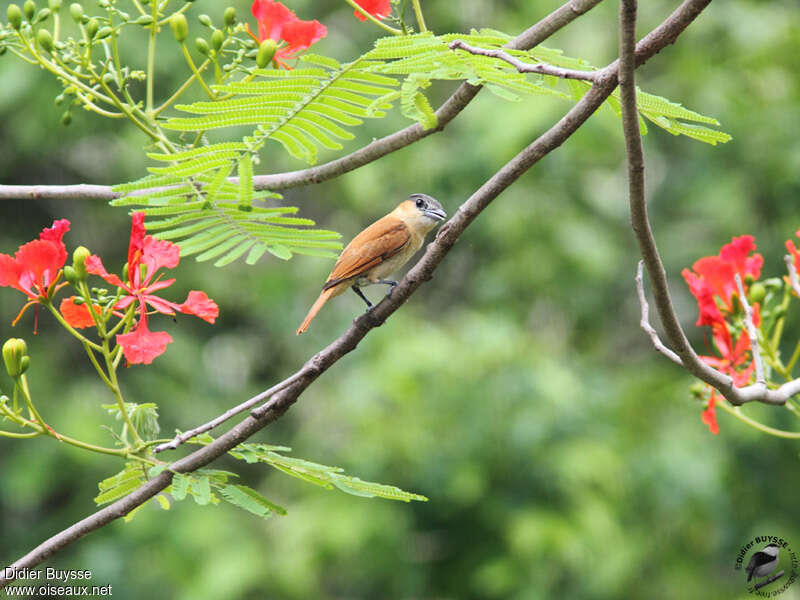 Rose-throated Becard female adult, habitat