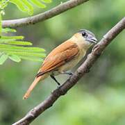 Rose-throated Becard