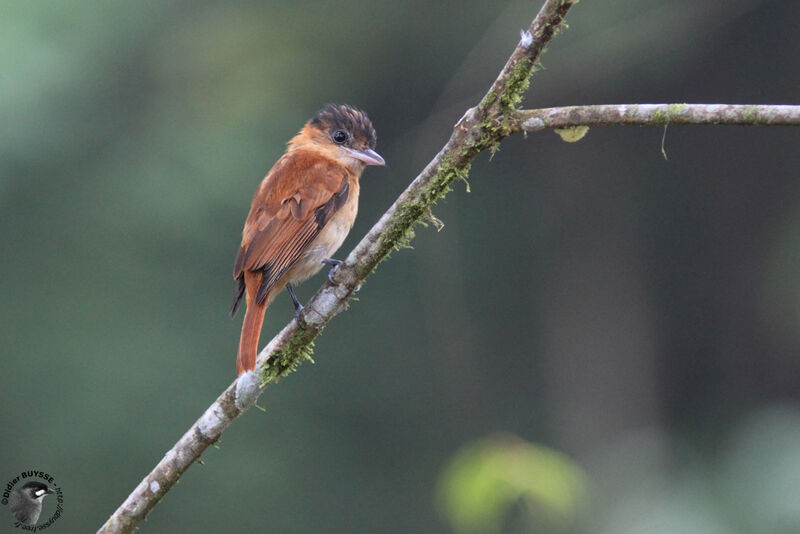 Bécarde ardoisée mâle adulte, identification