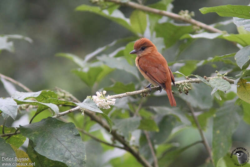 Slaty Becard female adult, identification