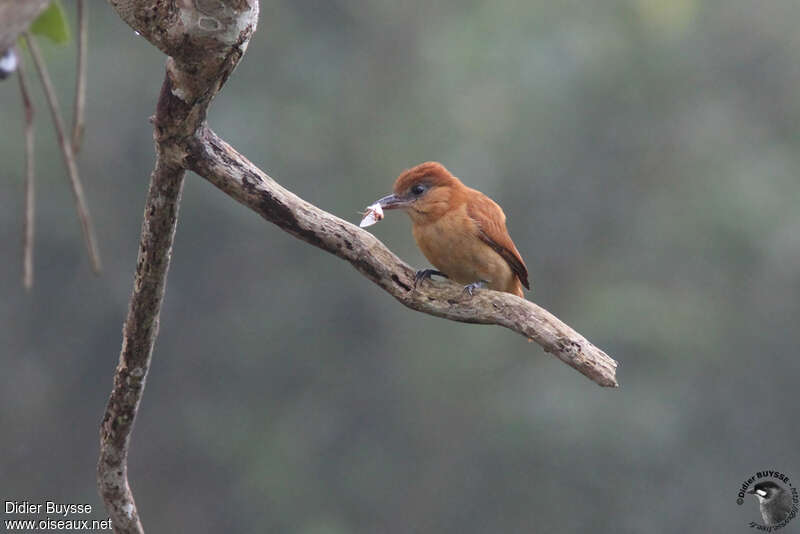 Slaty Becard female adult, feeding habits