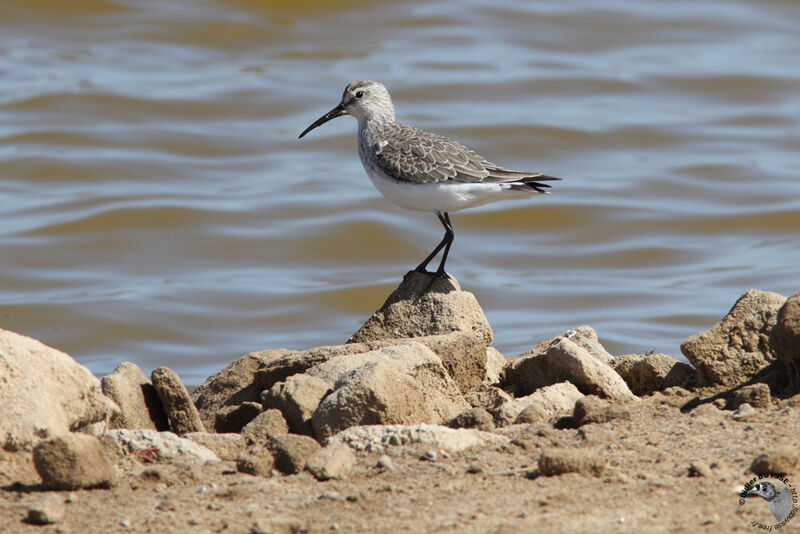 Curlew Sandpiperadult post breeding, identification