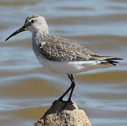 Curlew Sandpiper