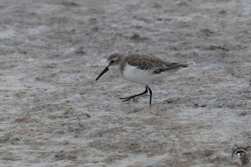 Bécasseau d'Alaska, identification