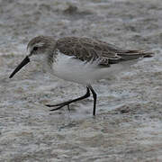 Western Sandpiper