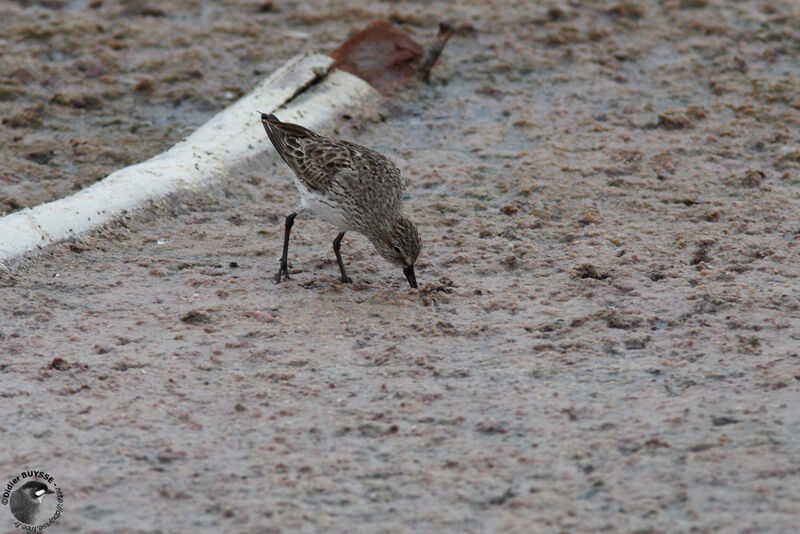 Bécasseau de Bonaparteadulte, identification