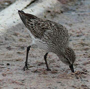 White-rumped Sandpiper