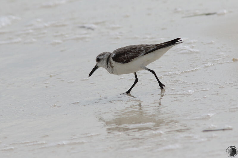 Sanderling, identification