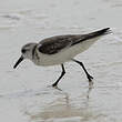 Bécasseau sanderling