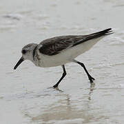 Bécasseau sanderling