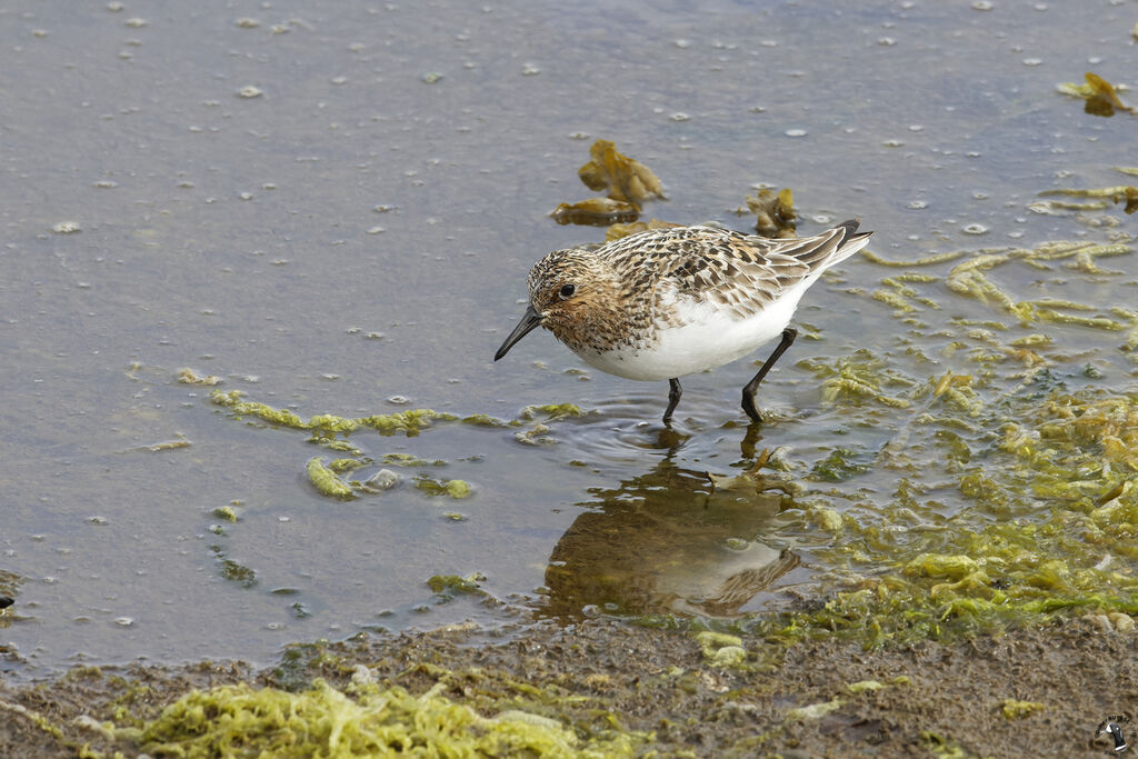 Sanderlingadult breeding