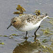 Bécasseau sanderling