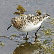 Sanderling