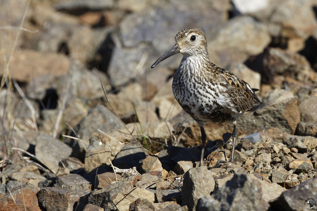 Dunlinadult, habitat