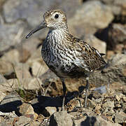 Dunlin