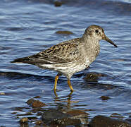 Purple Sandpiper