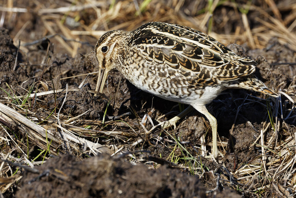 Bécassine des maraisadulte, habitat, mange