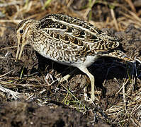 Common Snipe