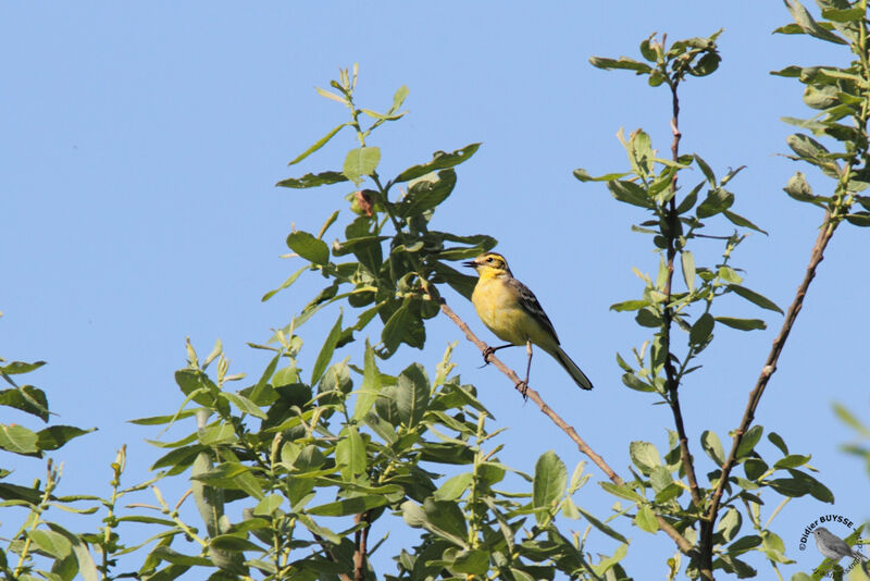 Citrine Wagtail female, identification