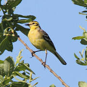 Citrine Wagtail