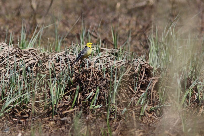 Citrine Wagtail male adult, identification, habitat