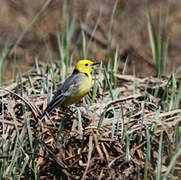 Citrine Wagtail