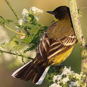 Western Yellow Wagtail (feldegg)