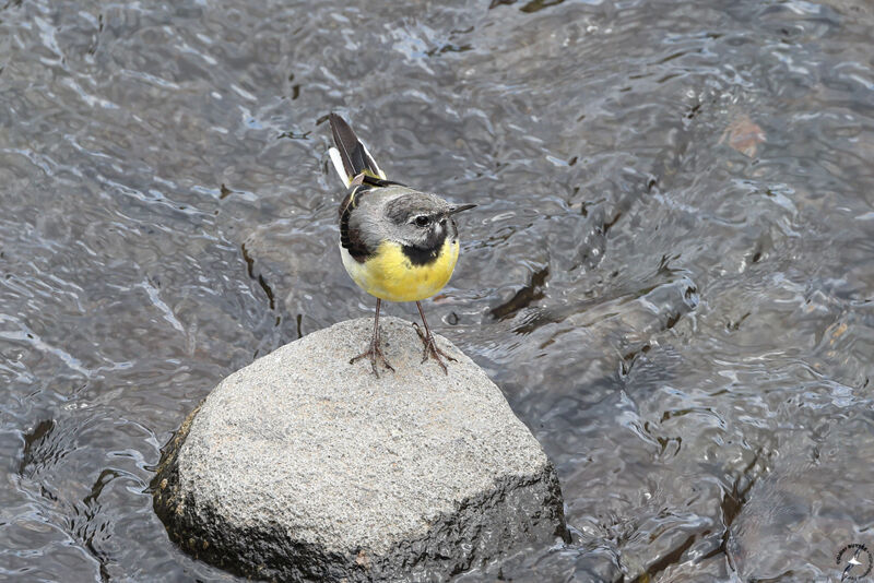 Bergeronnette des ruisseaux mâle