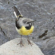 Grey Wagtail