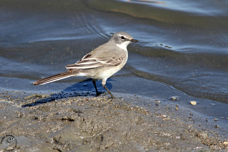 Cape Wagtailimmature, identification