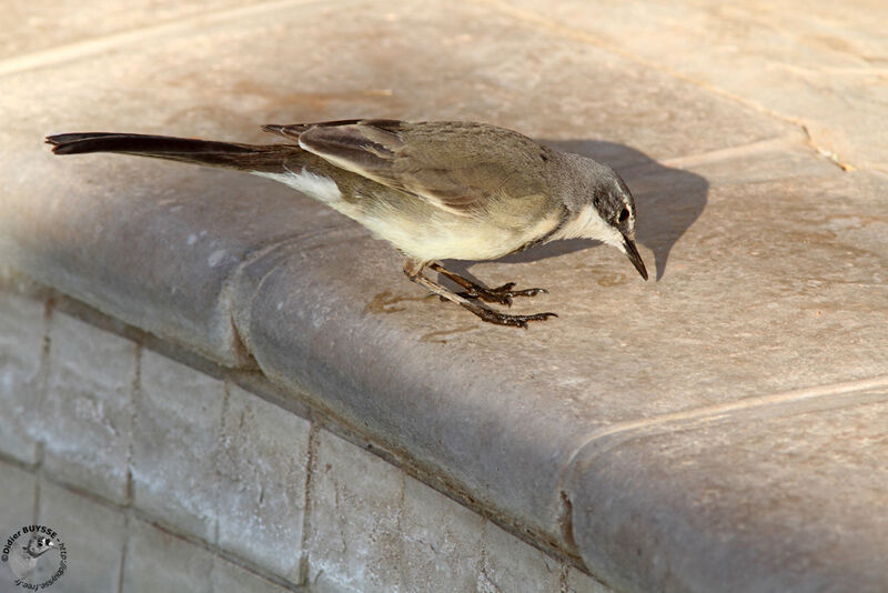 Cape Wagtailadult, identification