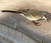 Cape Wagtail