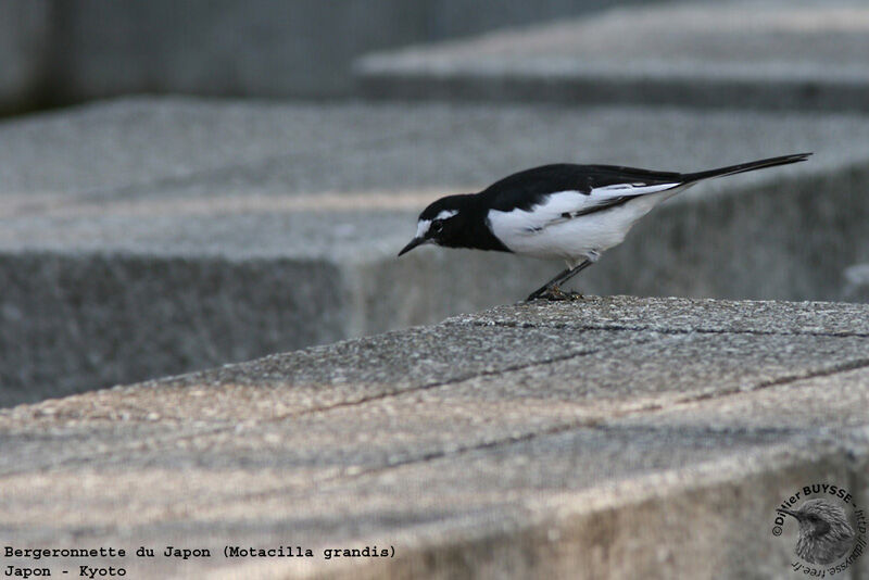 Japanese Wagtailadult