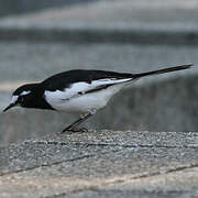 Japanese Wagtail