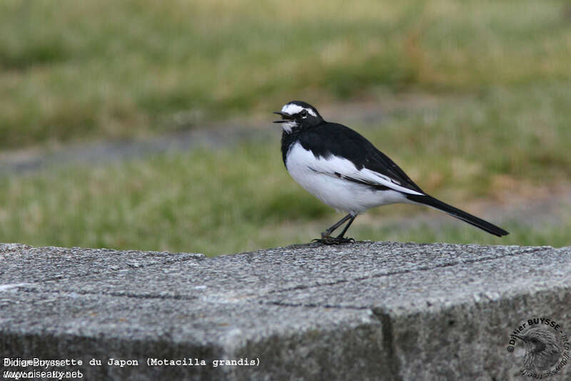 Japanese Wagtailadult, identification