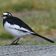 Japanese Wagtail