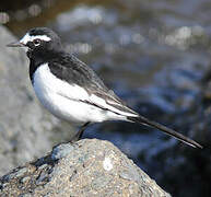 Japanese Wagtail