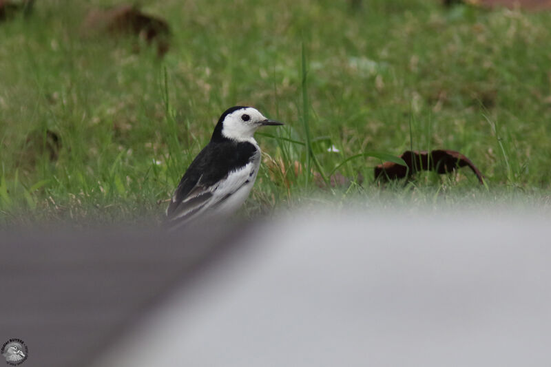 White Wagtailadult, identification