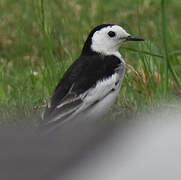 White Wagtail