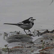 White Wagtail