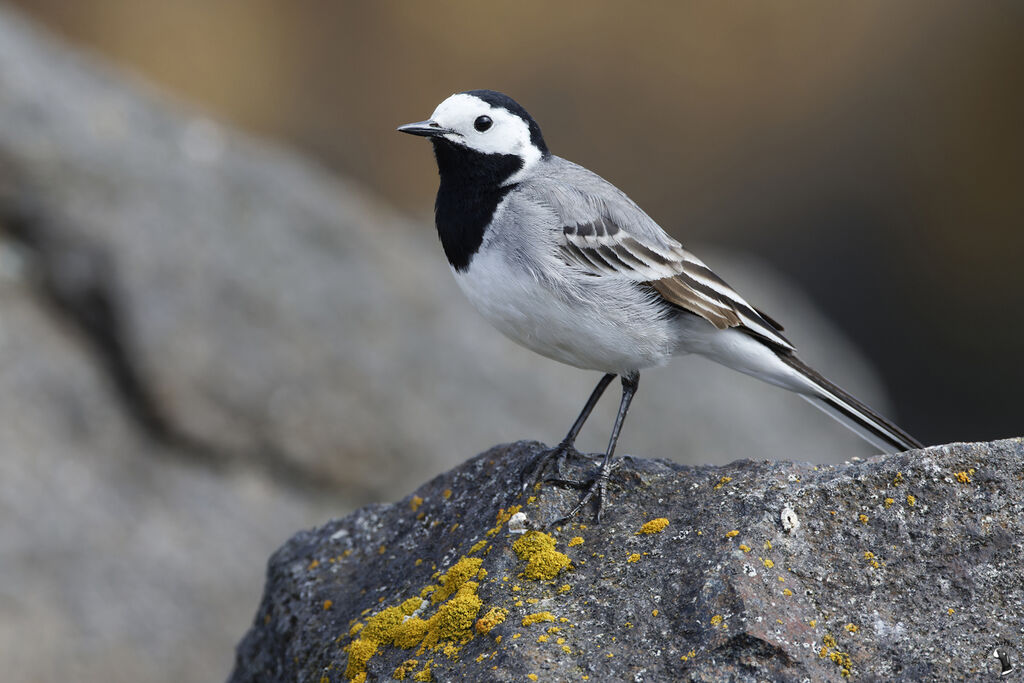 White Wagtailadult breeding