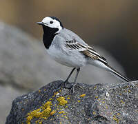 White Wagtail