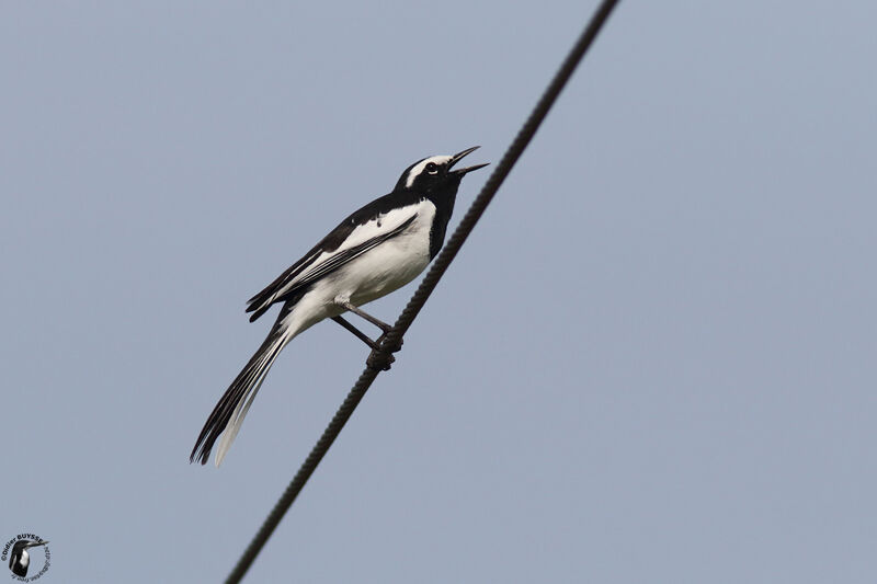 White-browed Wagtailadult, identification, song